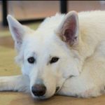 United Animal Therapist Conference, Ρωσία