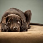 Dog Phobias & Separation Anxiety